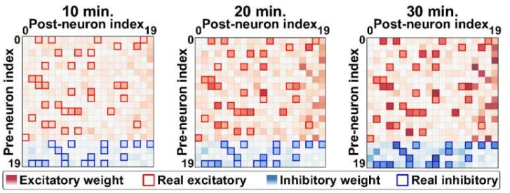 作为学习神经网络的神经形态系统,它们展示了如何区分神经元之间的真正连接和不存在的连接。
