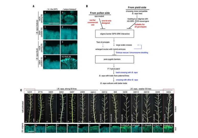 一种高效的白菜(B. rapa)远距离繁殖策略。