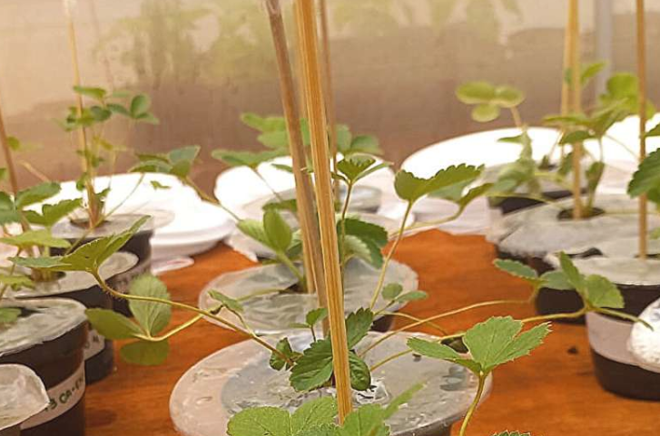 一种新型可生物降解的塑料薄膜替代品,利用香茅油天然驱除害虫,从而保护草莓植株。