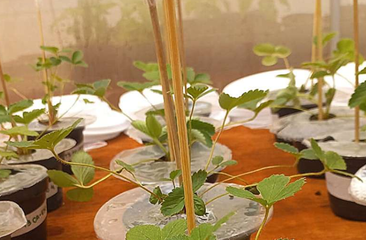 一种新型可生物降解的塑料薄膜替代品,利用香茅油天然驱除害虫,从而保护草莓植株。