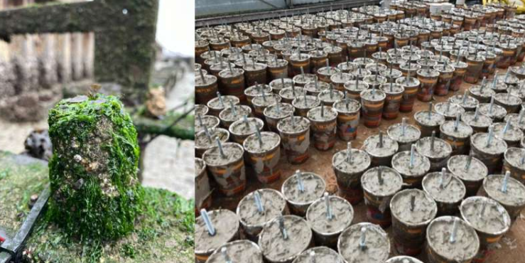 一年后,形似咖啡杯的 Xiriton 块体上便会覆盖着生命。