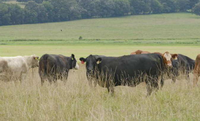 《应用动物科学》特刊汇集了关于健康、营养和管理对育肥场生产性能影响的长期牛研究。