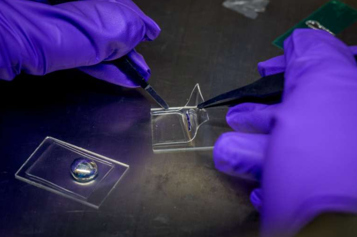 25 鸣叫 分享 电子邮件 家 电子与半导体 家 高科技与创新 2025年11月26日 要点 创新材料提升可拉伸数字显示屏的性能 作者:保罗·戴林,芝加哥大学 由加比·克拉克 编辑 ,罗伯特·伊根审阅 编者按 芝加哥大学普利兹克分子工程学院副教授王思宏实验室的一篇论文扫清了下一代可拉伸OLED屏幕研发的两大障碍。图片来源:芝加哥大学普利兹克分子工程学院/Jason Smith 有机发光二极管(OLED)为我们数字世界的高端屏幕提供动力,从电视和手机到笔记本电脑和游戏机。 如果这些显示屏能够延伸覆盖任何 3D 或不规则表面,那么可穿戴电子产品、医疗植入物和人形机器人等技术将迎来发展机遇,这些技术能够更好地与柔软的人体融合或模仿人体。 “显示器是最直观的应用,但可拉伸的 OLED 也可以用作监测、检测和诊断糖尿病、癌症、心脏病和其他重大健康问题的设备的光源,”芝加哥大学普利兹克分子工程学院 (UChicago PME) 副教授王思宏实验室的前博士后研究员刘伟说。 刘教授目前是苏州大学的教授,他是今天发表在《自然·材料》杂志上的一篇论文的第一作者,该论文代表了下一代OLED屏幕。 王教授在芝加哥大学物理与材料工程系的研究团队此前研发出一种高效电致发光材料,这种材料可以拉伸至原长度的两倍以上,同时仍能发出荧光图案。但为了使屏幕正常工作,阴极层和电子传输层这两层材料必须保持刚性。 “我们的最终目标是实现高性能、完全可拉伸的发光器件,”论文共同作者、2025届博士毕业生、现任苹果公司显示工程师张成(音译)表示,“本文着重解决阴极层和电子传输层这两个此前尚未解决的难题,这是可拉伸OLED屏幕面临的主要挑战。” 在这项新工作中,一种创新的铝凝胶和一系列新型导电聚合物克服了最后这两个棘手的障碍。 芝加哥大学普利兹克分子工程学院副教授王思宏及其团队致力于将可拉伸OLED发展成为一项商业化技术,使其性能与目前的刚性OLED相媲美,从而使其能够广泛应用于各种智能人机交互电子产品和人形机器人系统。图片来源:芝加哥大学普利兹克分子工程学院/Jason Smith 了解更多 科学 人工智能 科学 人工智能 电子 一种新策略将活性铝转化为可拉伸阴极 电子通过称为阴极的电极流入OLED器件,阴极通常由铝制成。然而,制造可拉伸的铝却是一项巨大的挑战。 在测试了几个令人失望的替代方案并仔细研究了学术文献之后,该团队取得了一项违反直觉的突破:为了使铝具有可拉伸性,他们必须使其变脆。 室温下呈液态的金属对大多数其他类型的金属具有强烈的腐蚀性。这被称为“液态金属脆化”,是一种固有的缺陷,工程师们从本科阶段就开始接受相关训练以避免这种情况的发生。 王教授说:“如果你把一滴这种液态金属滴在铝箔上,铝箔很快就会碎裂。这被视为一件坏事,因为它会造成损害。我们要尽量避免这种情况发生。” 芝加哥大学PME团队的目标不是防止脆化,而是制造脆化,目的是保护弹性基底中的一层薄铝膜。 王说:“然后,当这种脆化效应发生时,虽然它会将铝分解成碎片,但不会使其结构完全遭到破坏。” 铝不再破碎,而是发出噼啪声。这些裂纹,也就是微小的断点,会在材料拉伸时张开,在拉直时重新闭合,就像剪开折叠的纸张一样。周围的液态金属会流入较大的断点,填补空隙,从而保证整个装置的正常运转。 研究团队制备了一种镓铟合金,预先混合了铝颗粒,使其能更好地与铝膜结合。 “镓铟合金是一种液态金属,可以像水一样流动,”论文合著者、芝加哥大学专业机械与电气工程系博士生张志明说。“我们的铝液态金属更像是凝胶。” 在一个月的老化测试中,液态铝的电性能保持不变。 聚合物家族有助于将电子转移到发光层。 要使OLED发出明亮的光,电子必须从阴极顺畅地进入发光层。这个过程需要一系列精确排列的“能量阶跃”——如果任何一个阶跃过高,电子就会被阻挡,亮度就会下降。 电子传输层能够降低这些能量势垒,帮助电子高效流动。为了构建这种重要但易碎的层的可拉伸版本,研究团队设计了一类新型聚合物,其主链由环状缺电子三嗪基共轭基团构成,并通过烷基链连接。环状基团具有导电性,而烷基链则具有弹性。 王教授说:“这样就能在可拉伸性和电子迁移率之间取得平衡。基本上,烷基链越多,可拉伸性就越好,但导电性就越差;烷基链越少,导电性就越好,但可拉伸性就越差。” 通过改变弹性链和导电环的比例,研究团队成功优化了电子传输层(ETL)。结合新型可拉伸铝阴极,这两项创新标志着数字屏幕柔性化发展迈向了新的阶段。 展望未来,王和他的团队希望将可拉伸 OLED 推进到商业上可行的技术,使其性能与当今的刚性 OLED 相媲美,从而使其能够应用于各种智能、人机集成电子产品和人形机器人系统。 更多信息: Wei Liu 等人,《实现可拉伸 OLED 中的高效电子注入》,《自然·材料》(2025)。DOI :10.1038/s41563-025-02419-z 期刊信息: 《自然材料》 由 芝加哥大学提供 进一步探索 单发光白色OLED提供了一种更简单、更可持续的照明技术。 Facebook 叽叽喳喳 电子邮件 给编辑的反馈 精选 最后评论 受欢迎的 世界上最高效的太阳能电池:中国研究人员解释了他们是如何设计和制造它的。 2025年11月25日 0 软体机器人利用环境热量进行自主运动 2025年11月25日 0 直接法无需任何胶粘材料即可实现二维半导体的键合和解键合。 2025年11月22日 0 工程师们改造蚊子的口器,制造出3D打印喷嘴。 2025年11月20日 0 微型机器人借助“人工时空”克服了导航限制 2025年11月19日 0 交错的折纸结构实现了紧凑的存储和高强度的机器人部署。 8小时前 人工智能通过视频解码钢琴家的肌肉活动 12小时前 科学家利用纺织灰制造出强度极高的水泥 12小时前 磁场为内置智能的更智能的软体机器人提供动力 13小时前 新型聚合物电解质设计有望带来更安全、更持久的固态锂电池 14小时前 柔软的混合材料将运动转化为动力——不含毒性铅 2025年11月25日 可编程超材料可以变形为比宇宙中原子数量还要多的形态。 2025年11月25日 学生绘制了骑行者实际出行路线图——以及这对城市规划的重要性 2025年11月25日 新模型衡量人工智能的阿谀奉承如何影响聊天机器人的准确性和理性 2025年11月25日 法学硕士使用语法捷径,削弱了推理能力,从而造成可靠性风险。 2025年11月25日 了解更多 科学 人工智能 科学 电子 人工智能 1 2 Phys.org 每日科学新闻,涵盖研究进展和最新科学创新 Medical Xpress 医学研究进展和健康新闻 科学X 网络上最全面的科技新闻报道 新闻简报 电子邮件 Science X Daily 和每周电子邮件新闻简报是免费服务,让您可以通过电子邮件收件箱接收您喜爱的科技新闻更新。 跟着我们 顶部 家 搜索 移动版 帮助 常问问题 关于 接触 请支持我们 科学X账户 通讯 档案 安卓应用 iOS 应用 工作机会 推送通知 © Tech Xplore 2014 - 2025,由Science X Network提供技术支持 隐私政策 使用条款 1 / 1芝加哥大学普利兹克分子工程学院副教授王思宏及其团队致力于将可拉伸OLED发展成为一项商业化技术,使其性能与目前的刚性OLED相媲美,从而使其能够广泛应用于各种智能人机交互电子产品和人形机器人系统