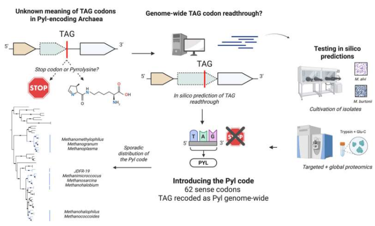 古细菌中发现新的遗传密码