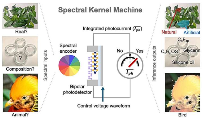 用于智能光谱机器视觉的光谱核机器(SKM)。SKM器件集成了光谱编码器和电可调谐双极光电探测器,可在光电探测点直接进行光谱分析。这种架构仅利用传感器的光电流,无需采集或处理传统的超光谱数据立方体,即可实现多种应用,包括植物水分传感、目标分割和化学混合物分析。