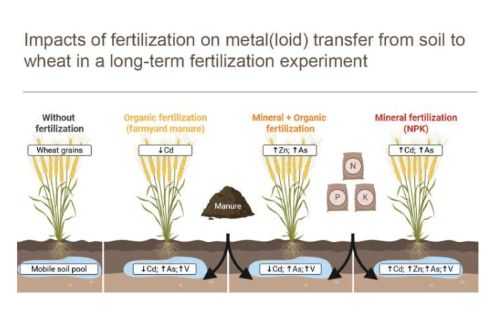 大多数有毒金属来源于矿物肥料。矿物肥料和有机肥料相结合可以减少有毒金属的含量。