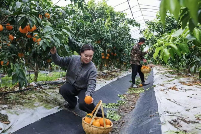 12月4日，游客在浙江省长兴县和平镇东山村四季鲜果家庭农场体验采摘游。